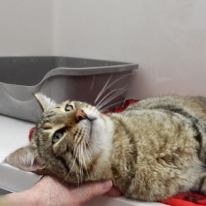 Picture of Bobcat
