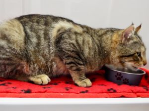 Picture of Bobcat