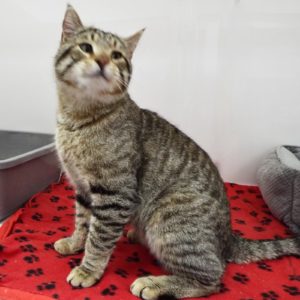 Picture of Bobcat