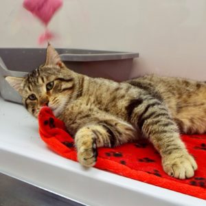 Picture of Bobcat