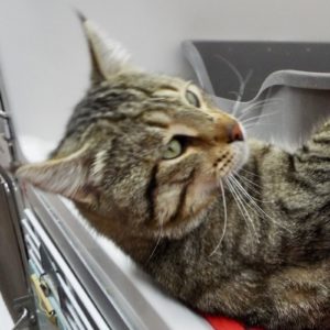 Picture of Bobcat