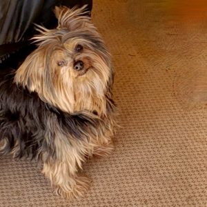 Picture of Charlie