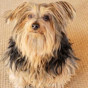 Picture of Charlie