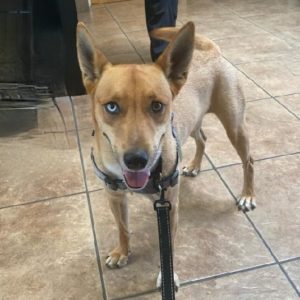 Picture of Chase