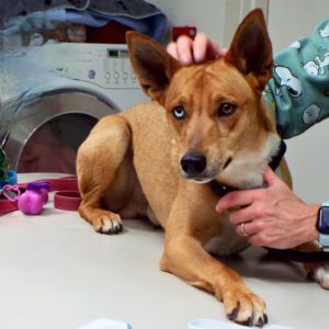 Picture of Chase