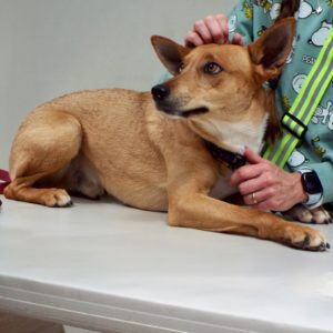 Picture of Chase