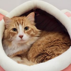 Picture of Chasen