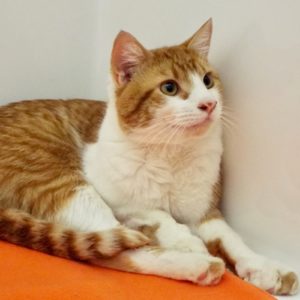 Picture of Gizmo