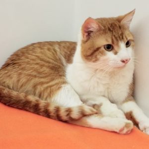 Picture of Gizmo