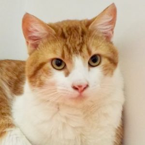 Picture of Gizmo