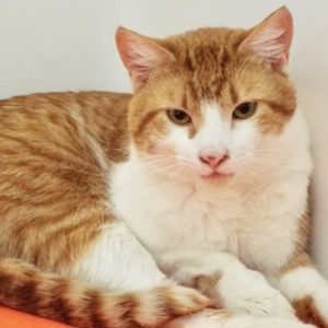 Picture of Gizmo
