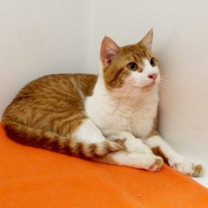 Picture of Gizmo