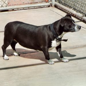 Picture of Gorda