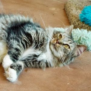 Picture of Herm