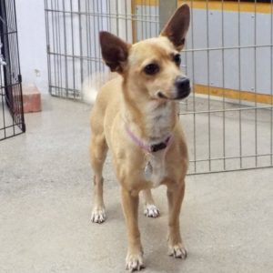 Picture of Kali