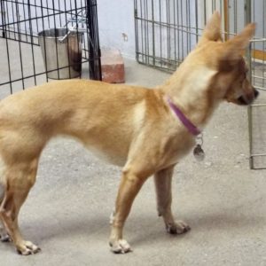 Picture of Kali