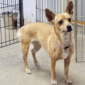 Picture of Kali