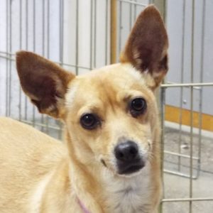 Picture of Kali