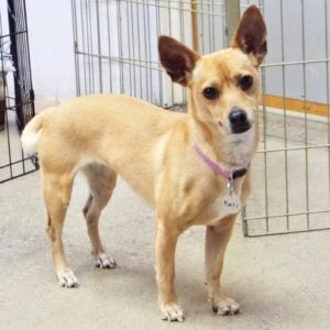 Picture of Kali