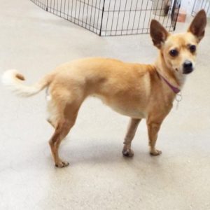 Picture of Kali