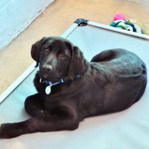 Picture of Maverick