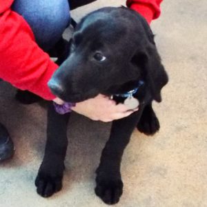 Picture of Maverick