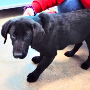 Picture of Maverick