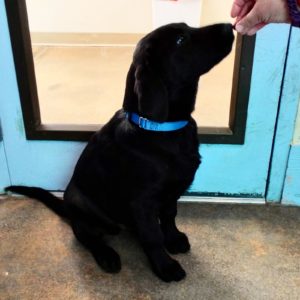 Picture of Maverick