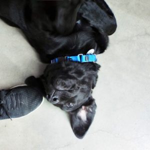 Picture of Maverick