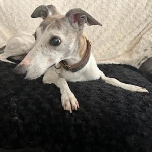 Picture of Max
