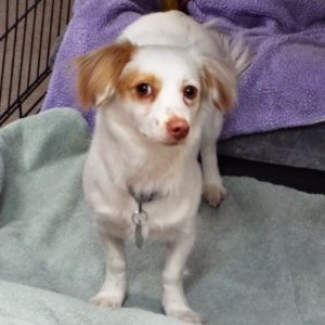 Picture of Molly