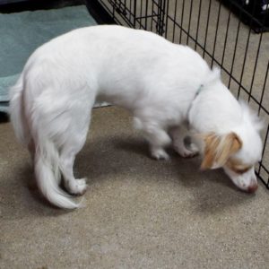 Picture of Molly