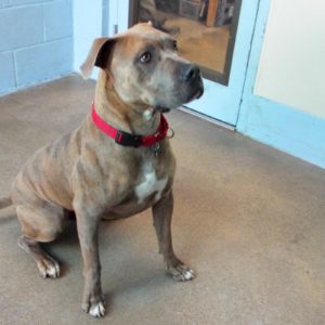 Picture of Mr. Pickles