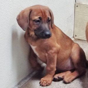 Picture of Plum