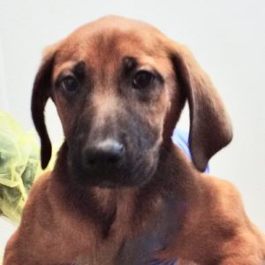Picture of Plum
