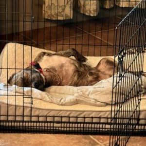 Picture of Ralphie