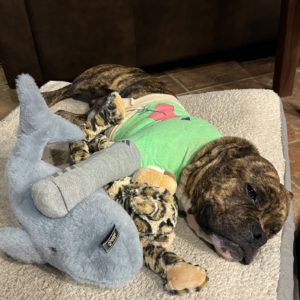 Picture of Ralphie