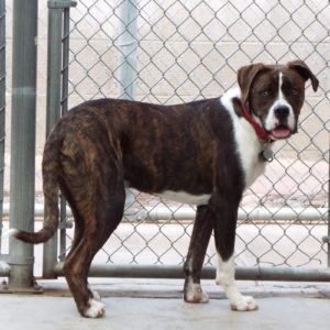 Picture of Shamus