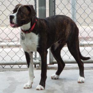 Picture of Shamus