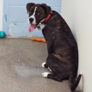 Picture of Shamus