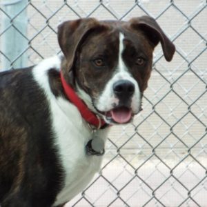 Picture of Shamus
