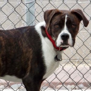 Picture of Shamus