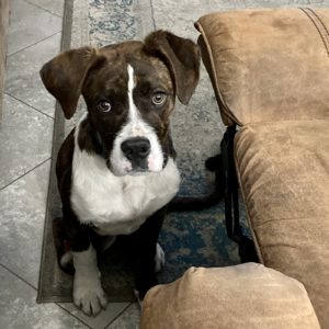 Picture of Shamus