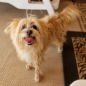 Picture of Simba