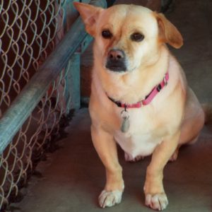 Picture of Sugar