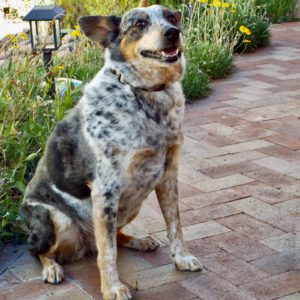 Picture of Addie