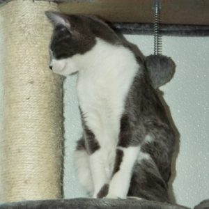 Picture of Baby Cakes