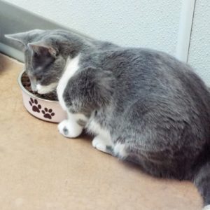 Picture of Baby Cakes