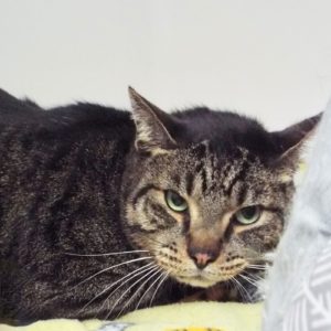Picture of Bobby