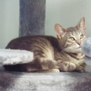 Picture of Bonnete